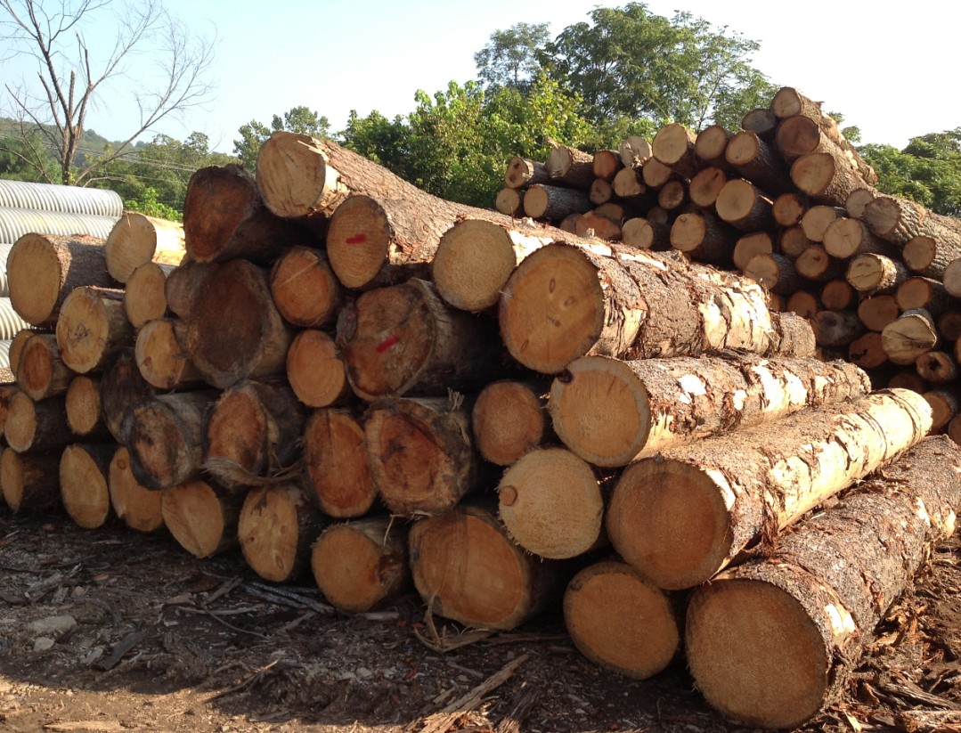 gogo体育木材对人类健康的益处【木材圈】