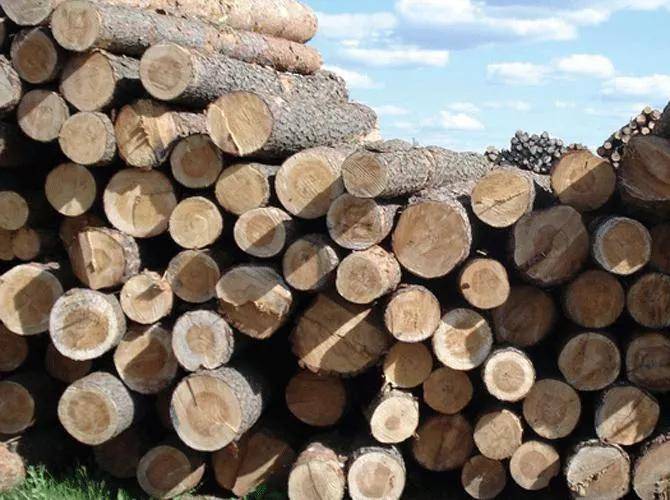 gogo体育建筑热潮导致木材短缺西澳政府被吁取消木材产量限制(图1)