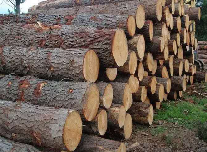 建筑木方-谈加强木材流通管理对木材行业的重大gogo体育意义(图2)