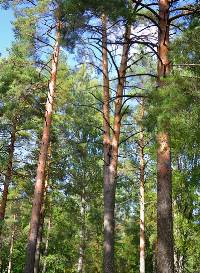 gogo体育细数防腐木原材料的各大树材品种与特性(图3)