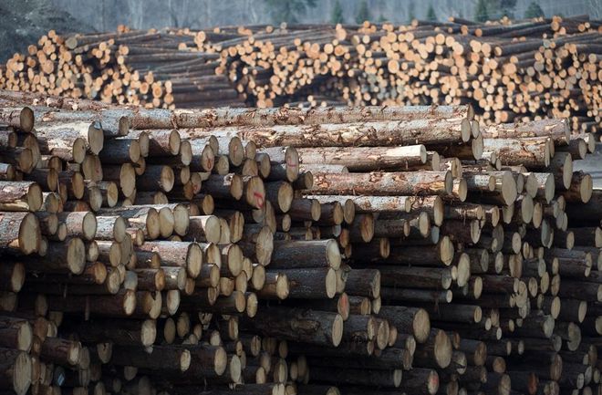 欧洲将超越加拿大成为美国gogo体育进口木材供应商(图4)