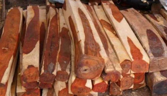 gogo体育世界上最惨的木头一公斤上万元不识货的却把它当柴烧！(图1)