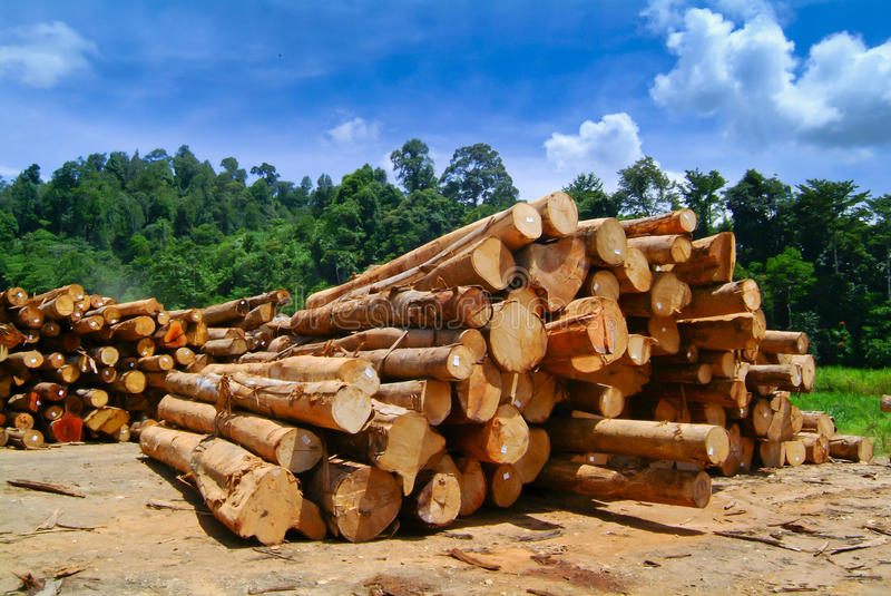 gogo体育我国对马来西亚木材进口稳中有升