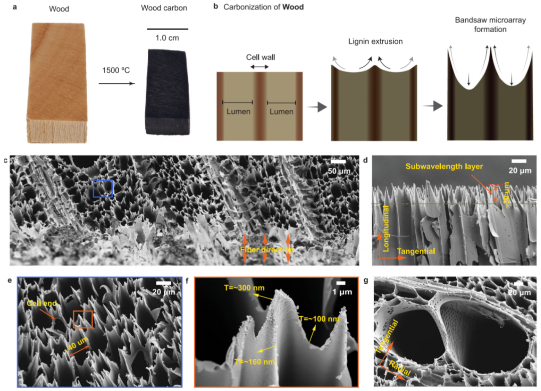 gogo体育科学家造出超级黑木材将木材细胞壁尺寸从微米级变为纳米级(图5)