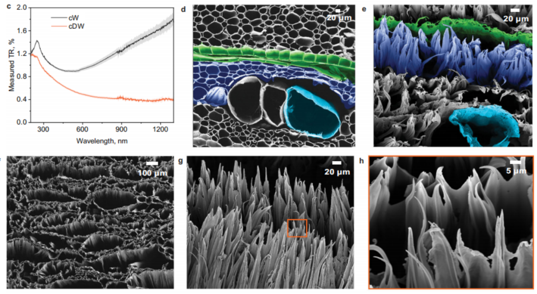 gogo体育科学家造出超级黑木材将木材细胞壁尺寸从微米级变为纳米级(图6)
