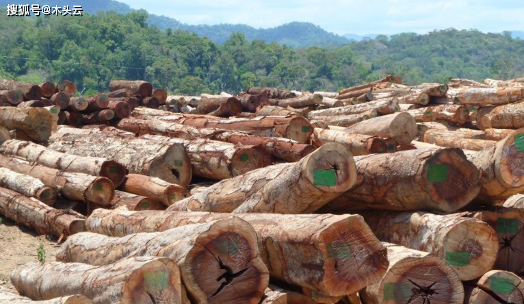 gogo体育中巴木材贸易几近“腰斩”中国木材商对巴西材不再感兴趣？(图3)