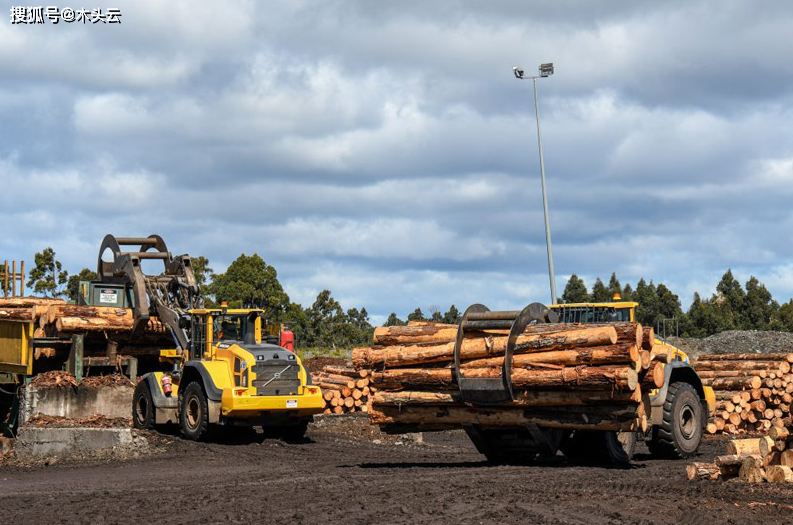 gogo体育离谱！澳洲政府提出要将木材进口风险转移给木材经销商？(图3)