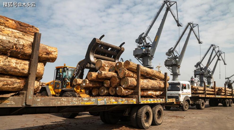 gogo体育离谱！澳洲政府提出要将木材进口风险转移给木材经销商？(图4)