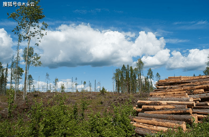 与中国木材贸易连续下滑芬兰锯材出口重心要开始转移gogo体育？(图4)